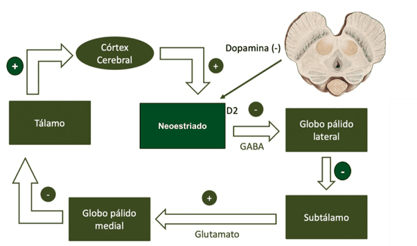 Circuito dos núcleos da base