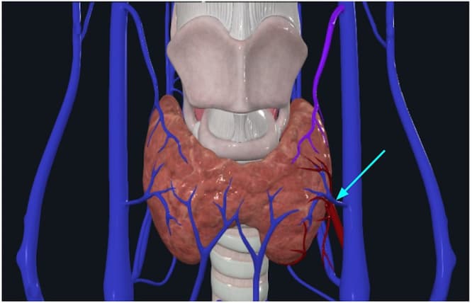 Histologia da tireoide em caso prático