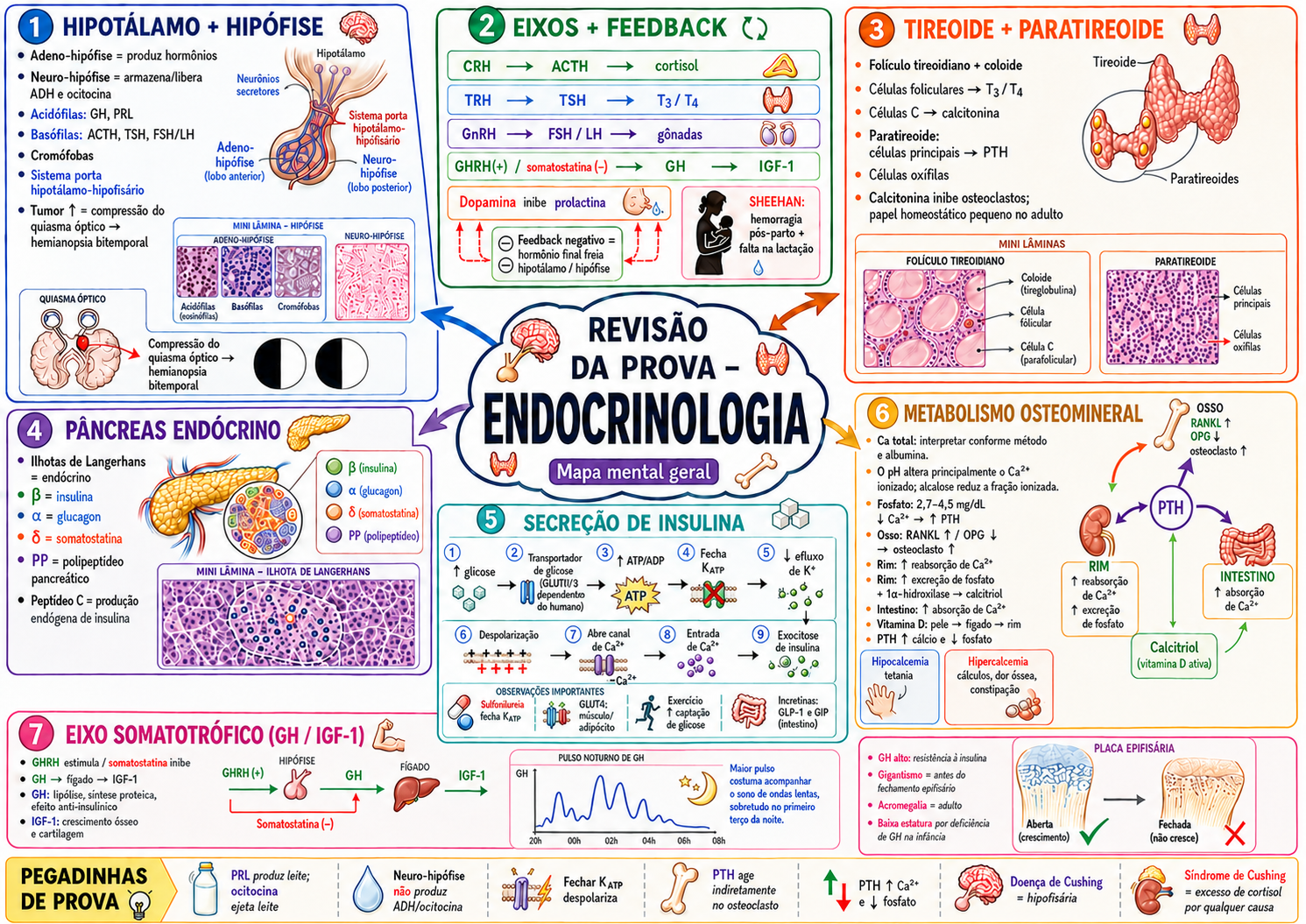 Mapa mental revisado de endocrinologia com sequência correta de KATP, pulso de GH associado ao sono de ondas lentas e distinção entre cálcio total e ionizado