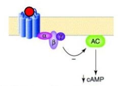 Receptor acoplado a proteína G heterotrimérica; subunidade alfa exerce efeito inibitório sobre adenilato ciclase, reduzindo cAMP.