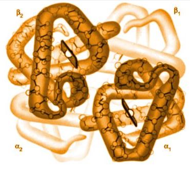Modelo tridimensional tetramérico com duas subunidades alfa e duas beta, cada uma contendo grupo heme.
