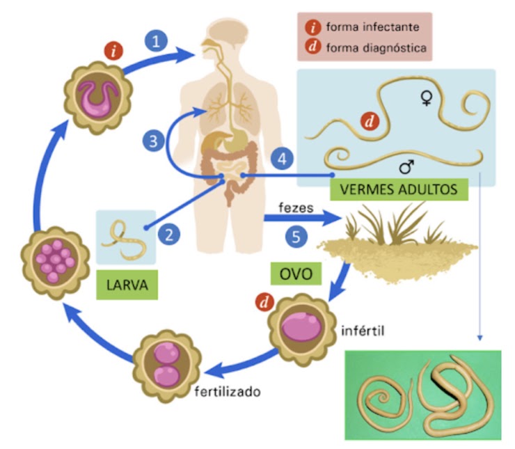 Diagrama do ciclo de Ascaris lumbricoides com etapas numeradas entre ambiente, trato digestório e outros órgãos.