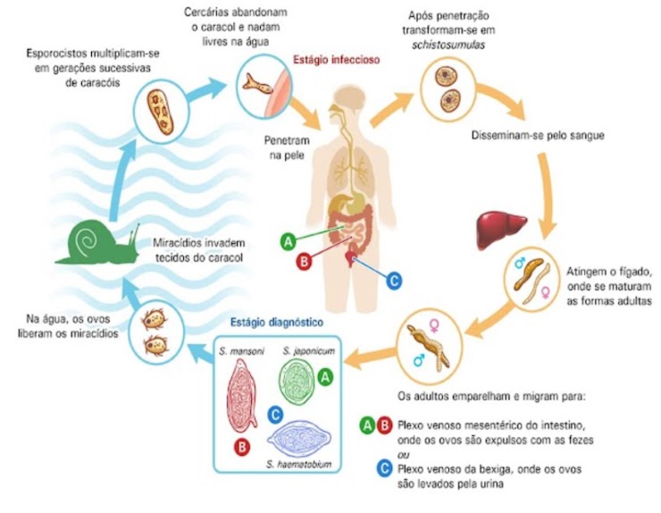 Diagrama do ciclo de Schistosoma mansoni entre ambiente aquático, molusco e ser humano, com formas numeradas.