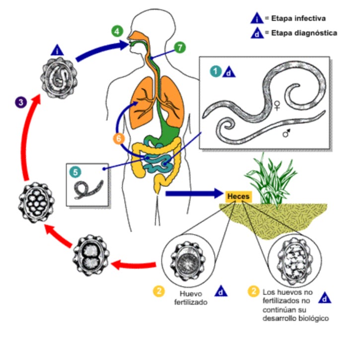 Diagrama do ciclo de Ascaris lumbricoides, com ovos, estágios ambientais e percurso no hospedeiro numerados.