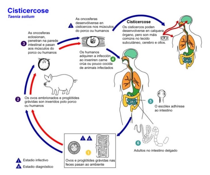Diagrama do ciclo de Taenia solium entre dois hospedeiros, com formas larvais e adulta numeradas.