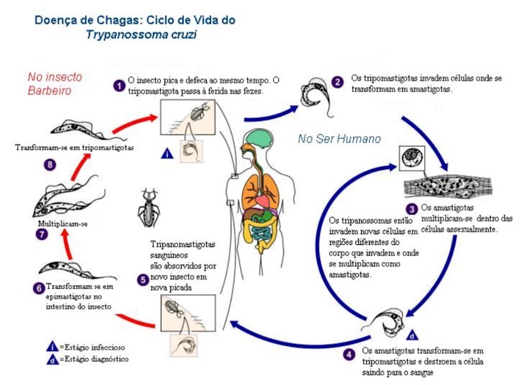 Diagrama do ciclo de Trypanosoma cruzi entre vetor e ser humano, com formas morfológicas numeradas.