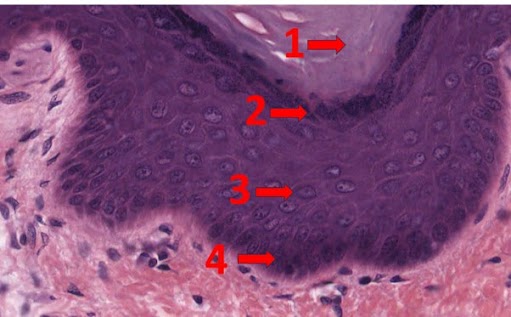 Micrografia da epiderme queratinizada com quatro estratos numerados de 1 a 4.