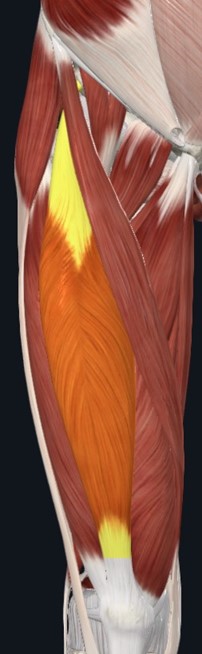 Modelo anatômico anterior da coxa com grande músculo central superficial destacado em laranja e amarelo.