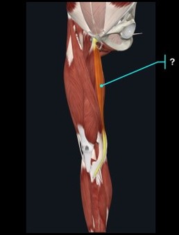 Vista medial da coxa; seta aponta faixa muscular longa e estreita que desce da pelve à face medial do joelho.