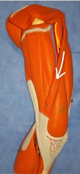 Modelo anterior da coxa com seta branca acompanhando músculo em faixa que cruza obliquamente de lateral superior para medial inferior.