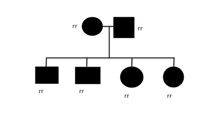 Heredograma simplificado de família com indivíduos afetados por xeroderma pigmentoso autossômico recessivo.