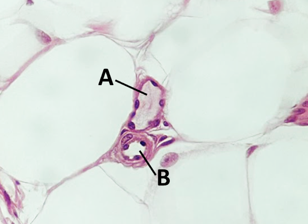 Micrografia da microcirculação, com dois pequenos vasos marcados A e B.