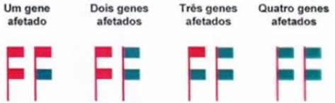 Diagrama relacionando número de genes de alfa-globina afetados aos fenótipos de alfa-talassemia