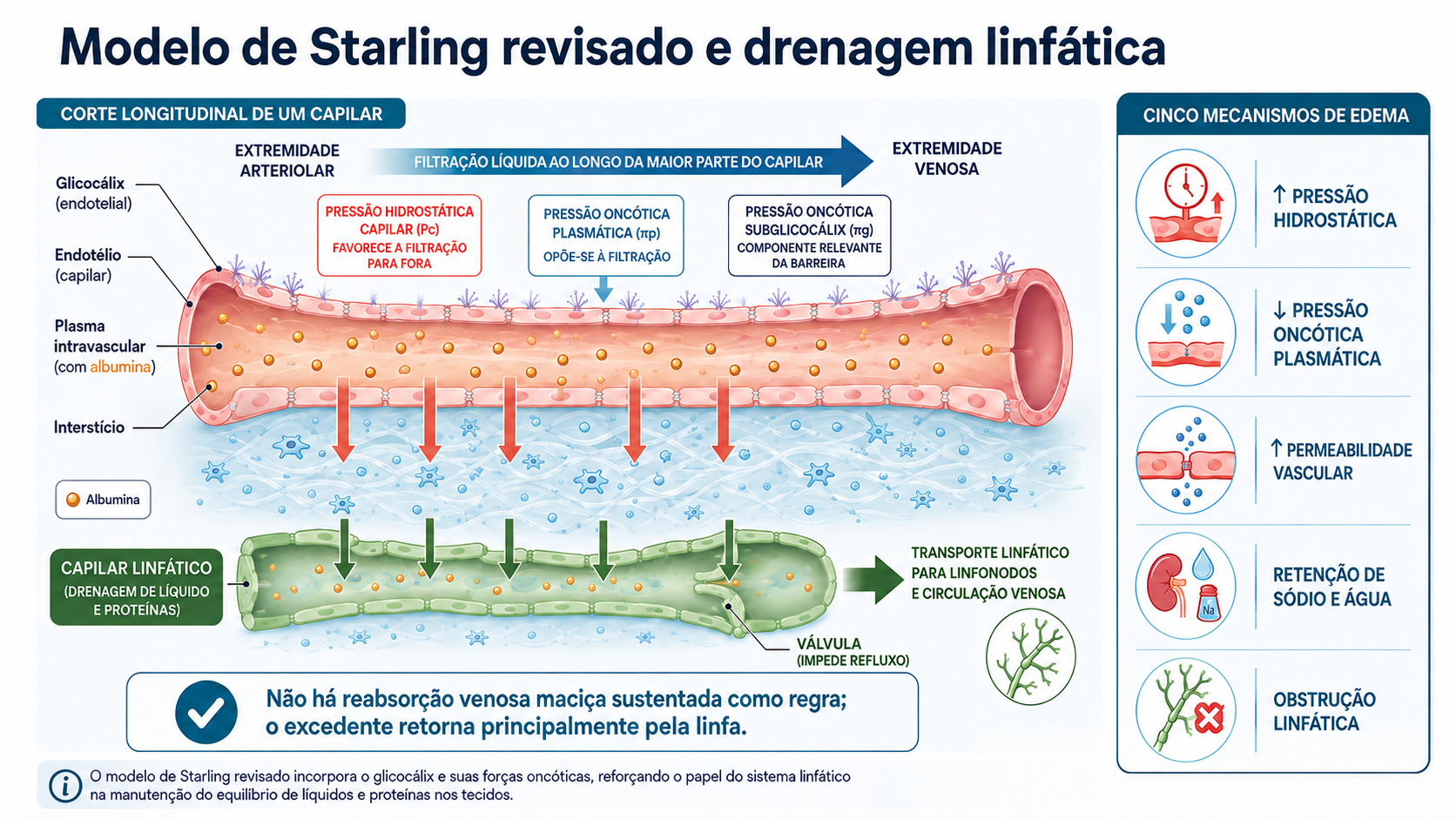 Modelo de Starling revisado com glicocálix, filtração capilar, captação linfática e cinco mecanismos de edema